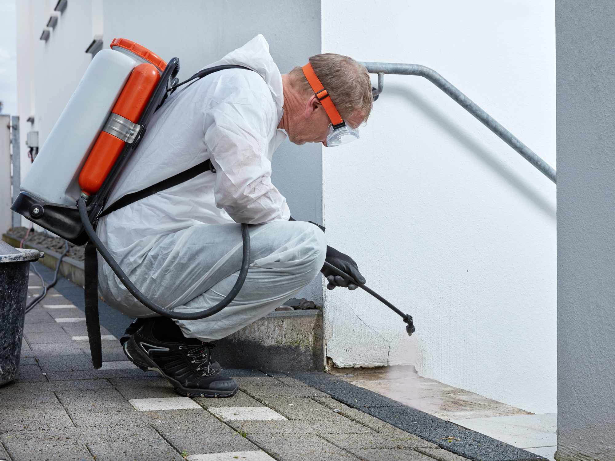 DESINSECTISATION | Sopronett Traitements, dératisation et désinsectisation professionnels à Staffelfelden près de Colmar Colmar 1